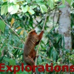 Amazon Tambopata rainforest nature wildlife-6_WM